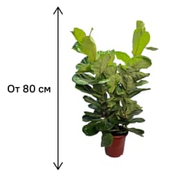 Фикус Лирата 3 в 1 ø21 h80 см 4