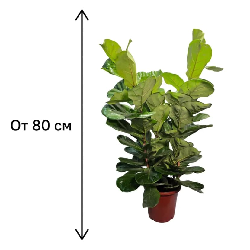 Фикус Лирата 3 в 1 ø21 h80 см 4