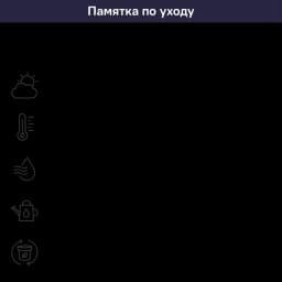 Фикус Лирата 3 в 1 ø21 h80 см 5