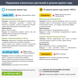 Фикус Лирата 3 в 1 ø21 h80 см 6