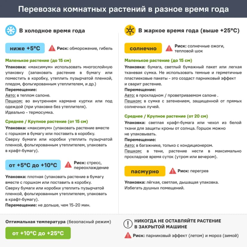 Фикус Лирата 3 в 1 ø21 h80 см 6