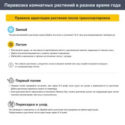 Фикус Лирата 3 в 1 ø21 h80 см 7