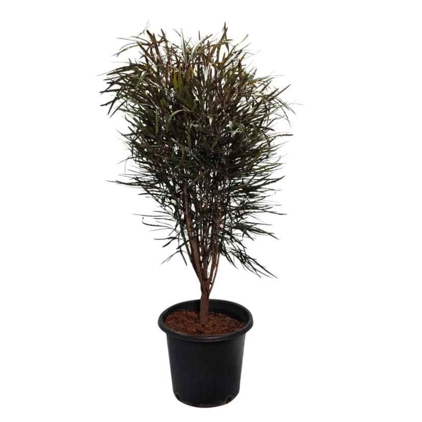 Плерандра Элегантиссима ø26 h100 см 1