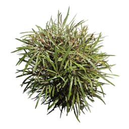 Плерандра Элегантиссима ø26 h100 см 2