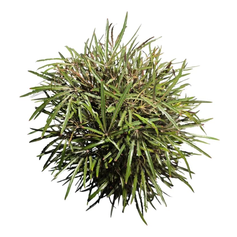 Плерандра Элегантиссима ø26 h100 см 2