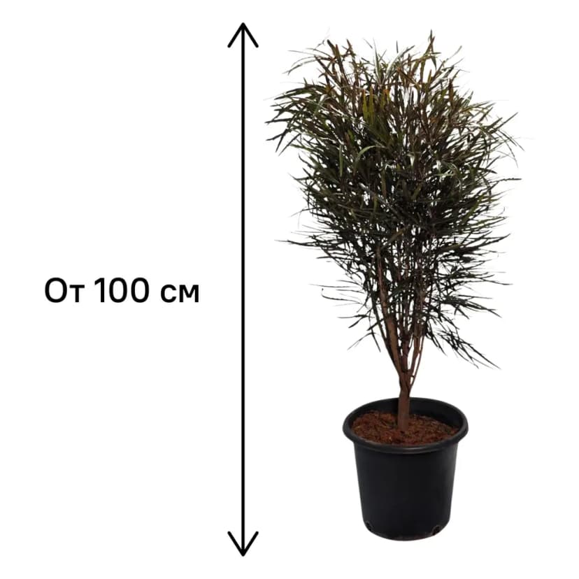 Плерандра Элегантиссима ø26 h100 см 3