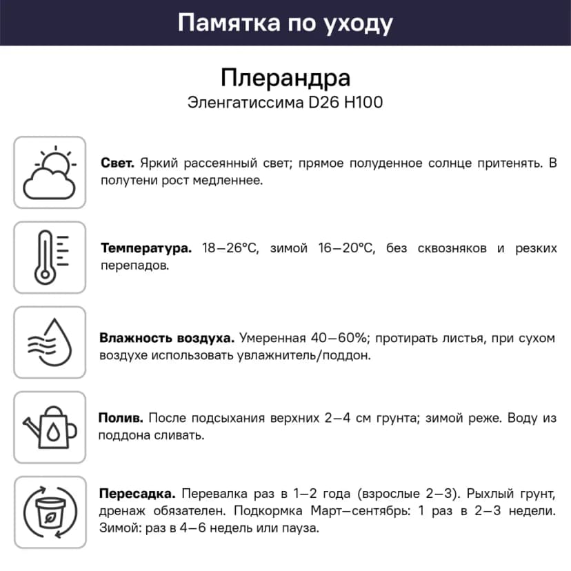 Плерандра Элегантиссима ø26 h100 см 4