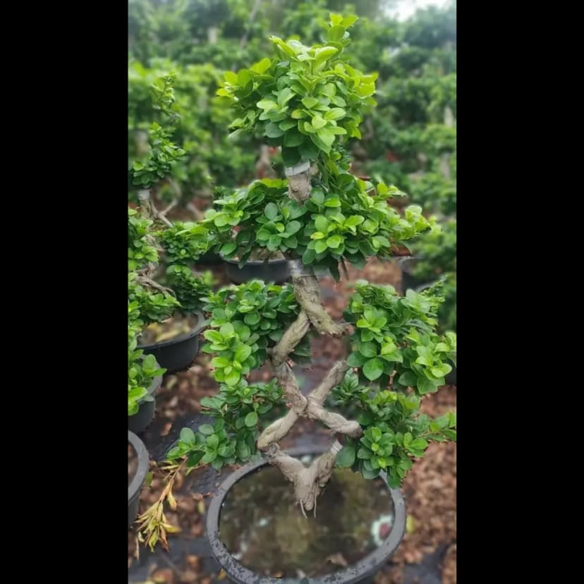 Фикус 8 символов ø37 h90 см 1