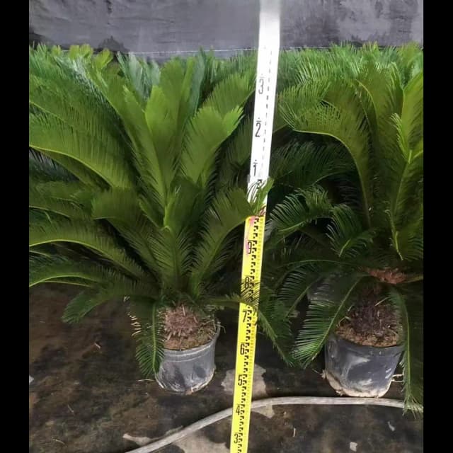 Саговник ø30 h100 см