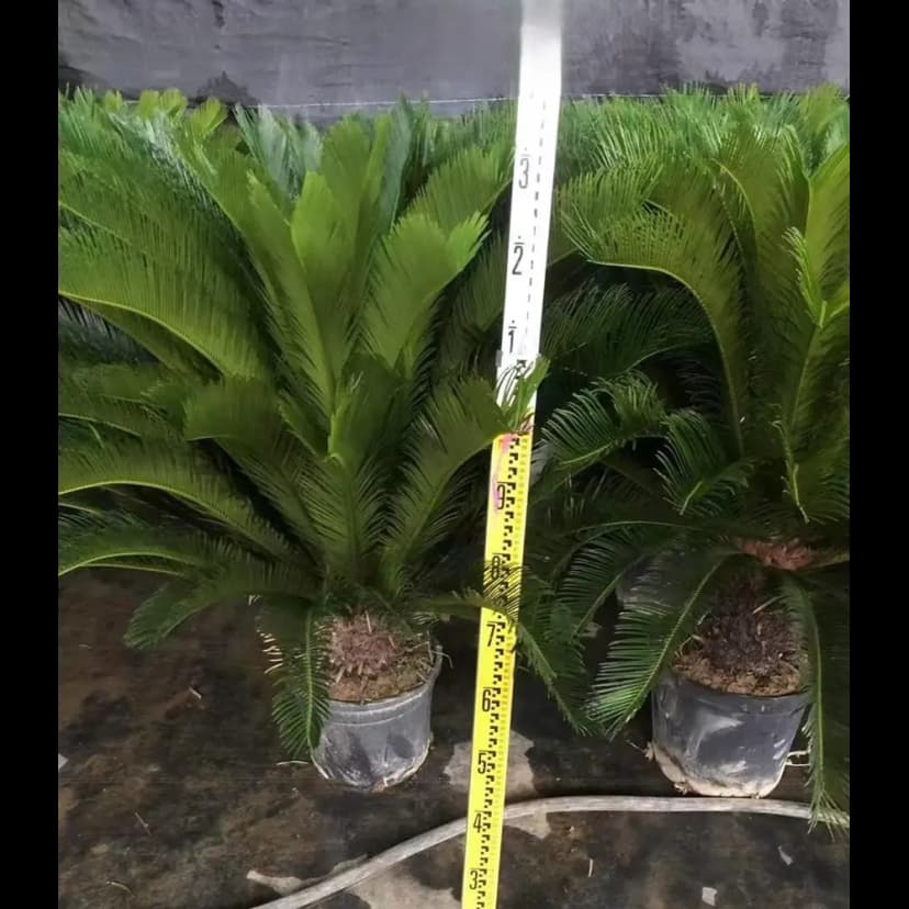 Саговник ø30 h100 см 1