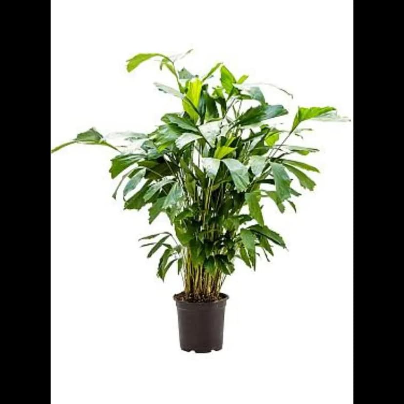 Филодендрон ø24 h80 см 1