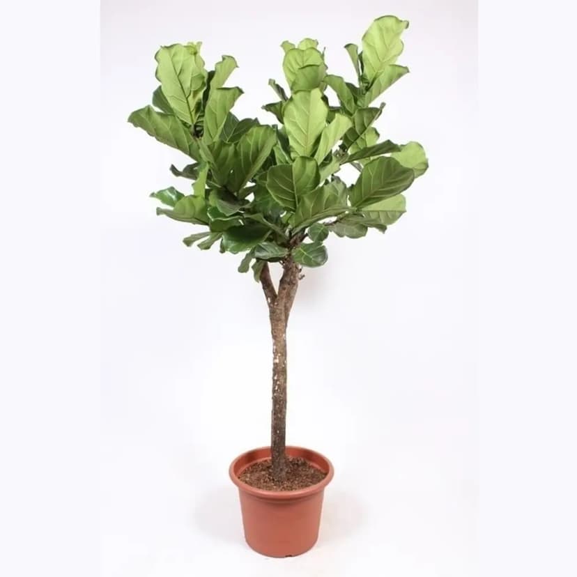 Фикус Лирата ø30 h150 см 1