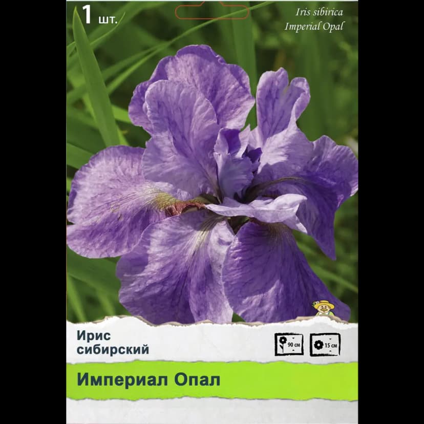 Ирис сибирский 1
