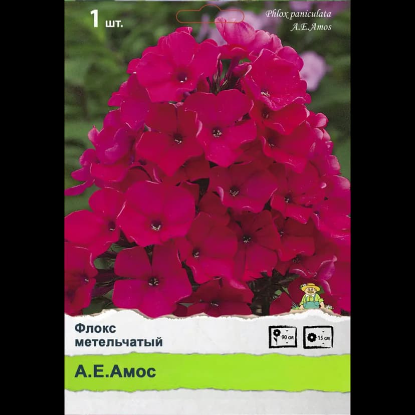 Флокс метельчатый 1