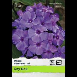 Флокс метельчатый 2