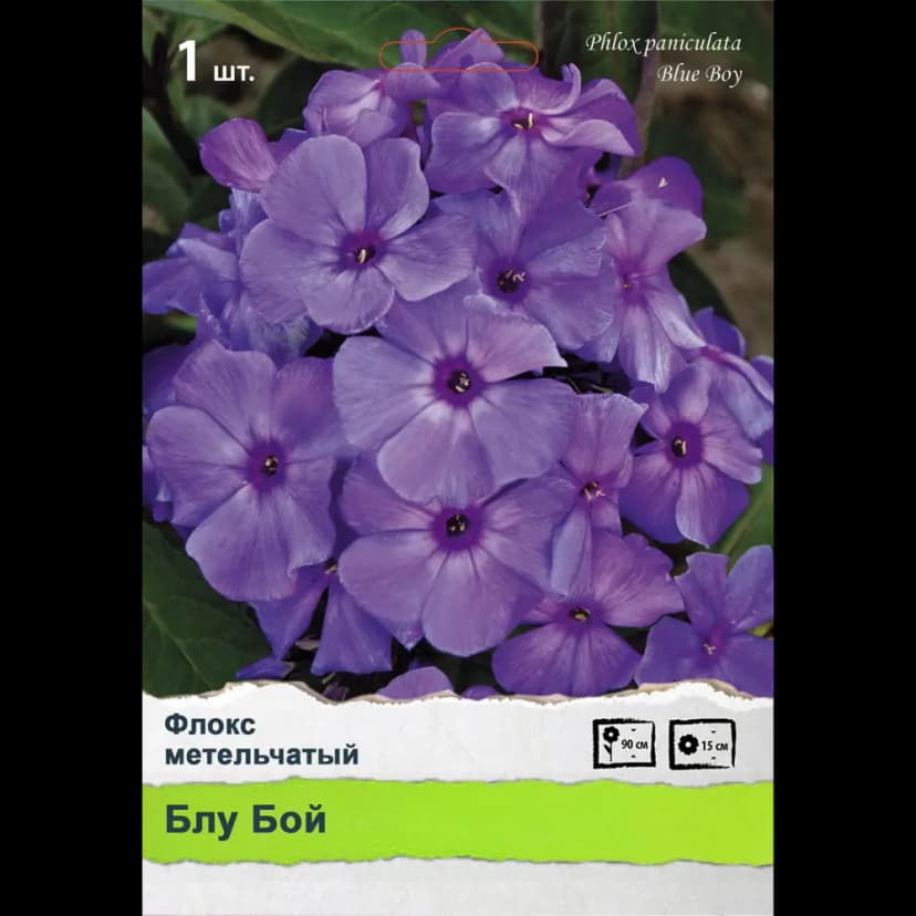 Флокс метельчатый 2