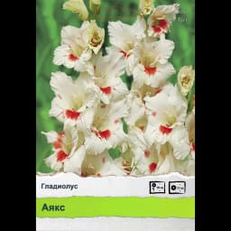 Гладиолус 1