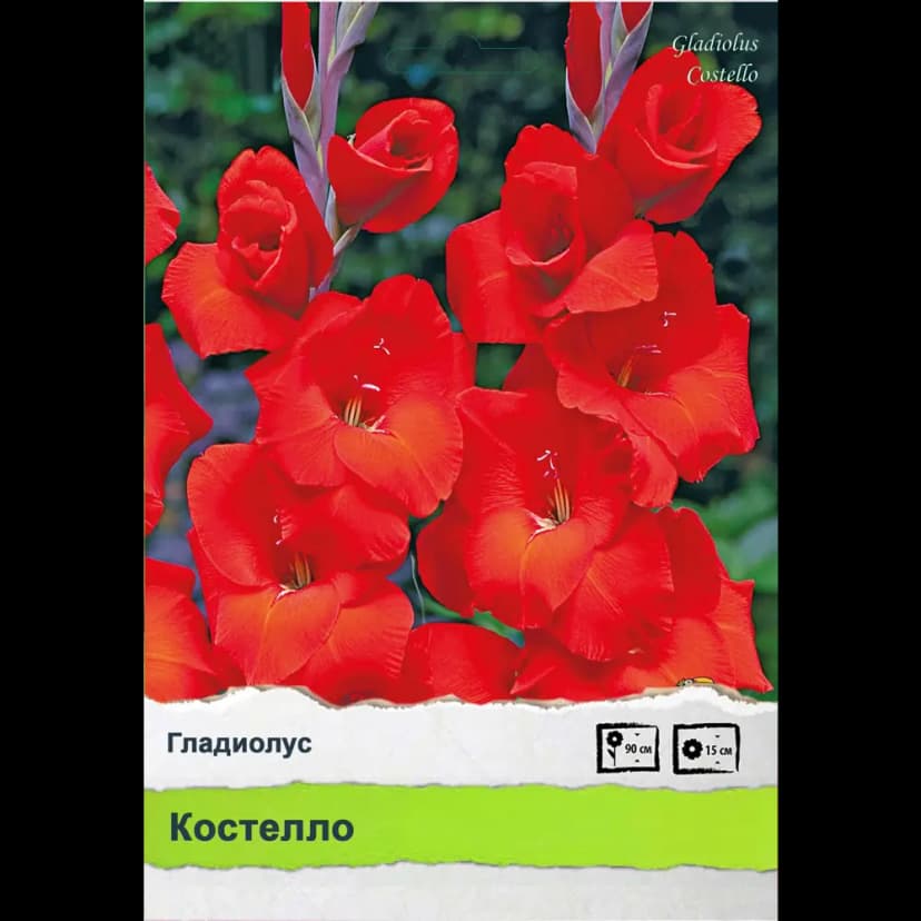 Гладиолус 2