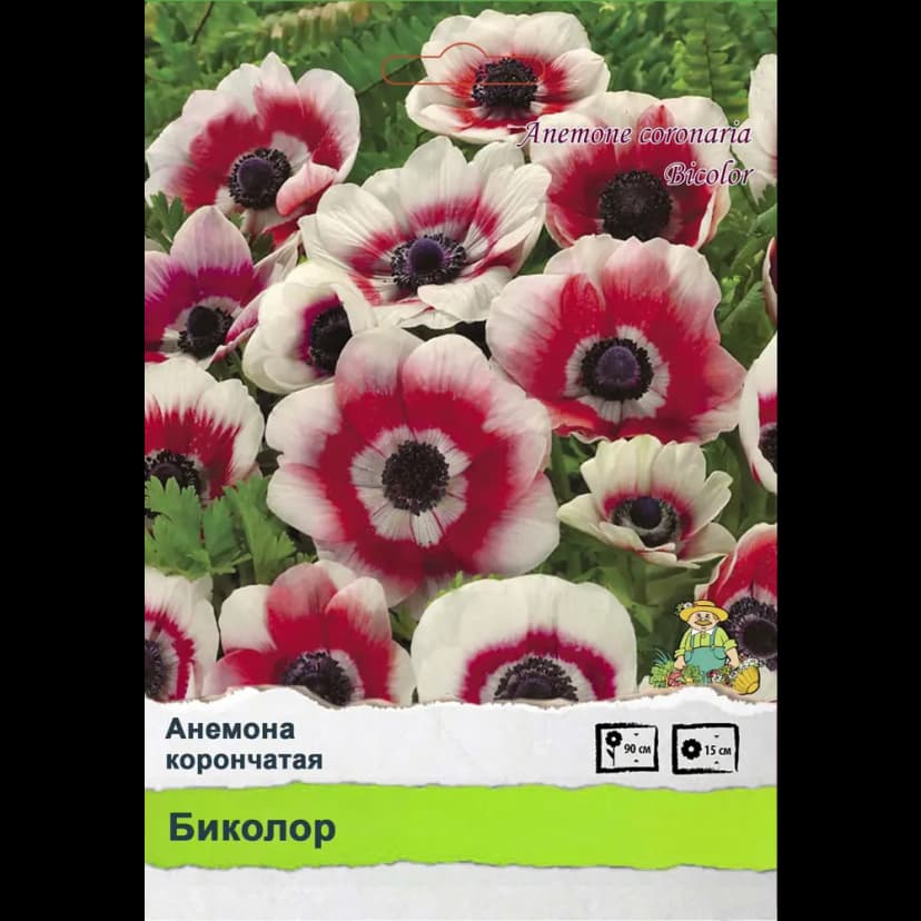 Ирис Промо 1