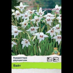 Ирис Промо 2