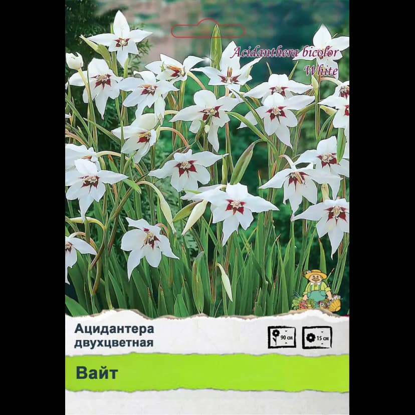 Ирис Промо 2