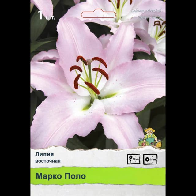 Лилия Промо