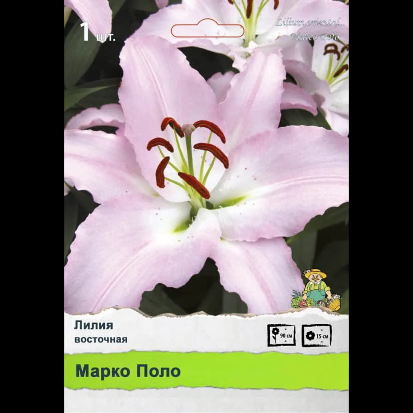 Лилия Промо 1