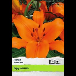Лилия Промо 2